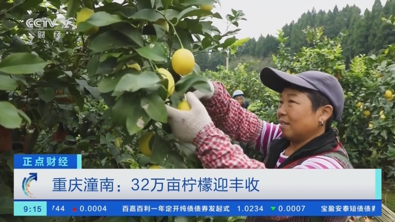 [正点财经]重庆潼南:32万亩柠檬迎丰收