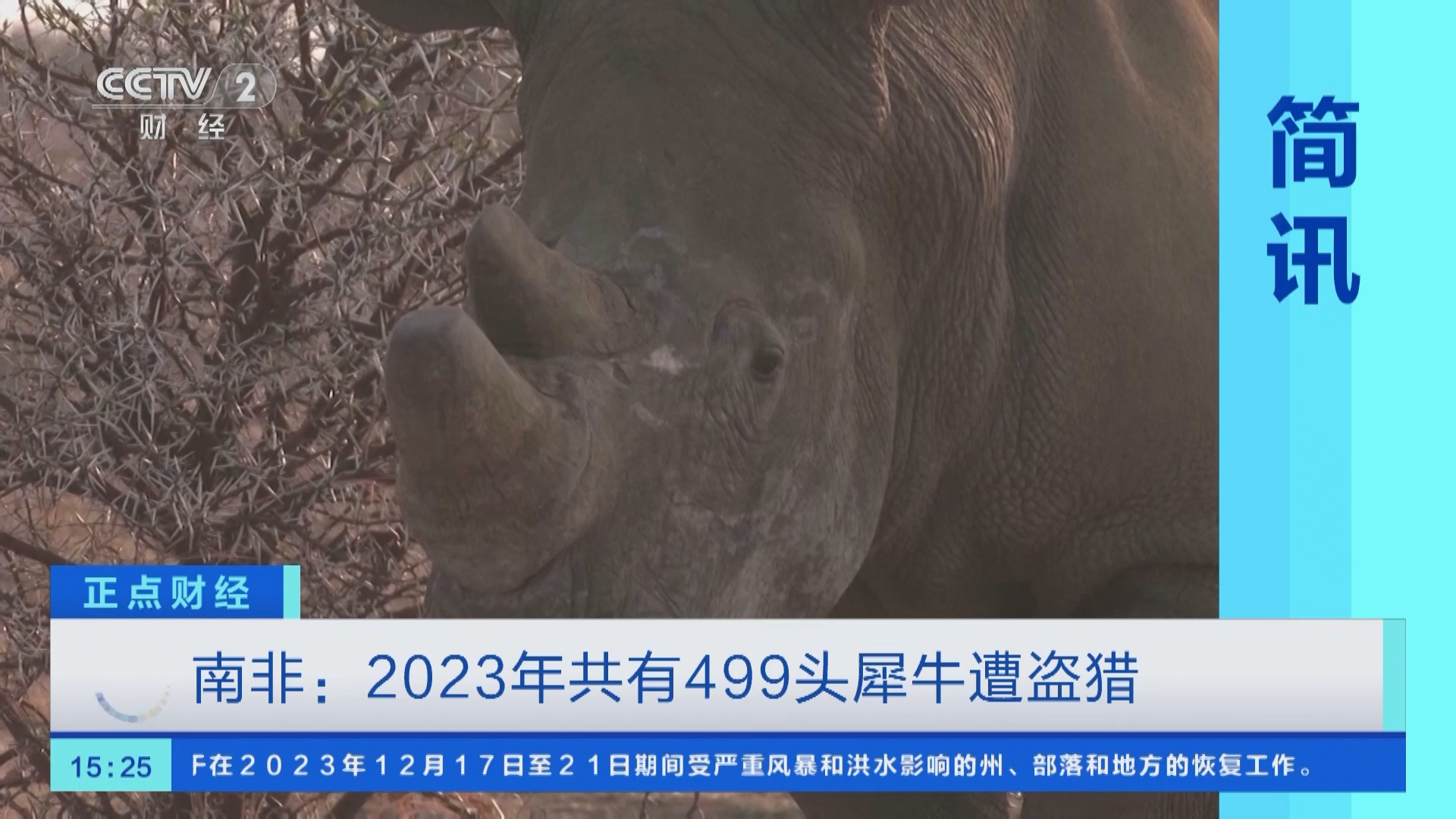 正点财经]南非：2023年共有499头犀牛遭盗猎