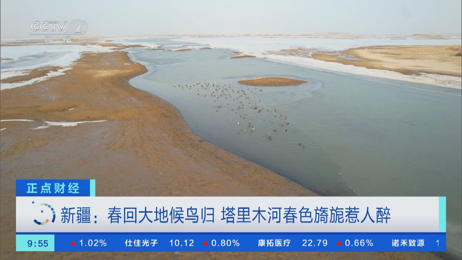 [正点财经]新疆:春回大地候鸟归 塔里木河春色旖旎惹人醉