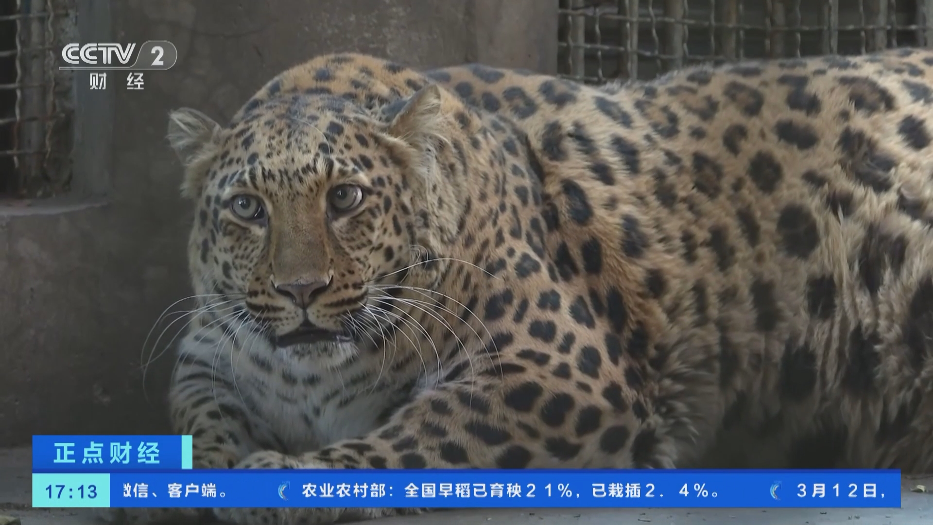 [正点财经]四川攀枝花:动物园一金钱豹"发福"引游客围观