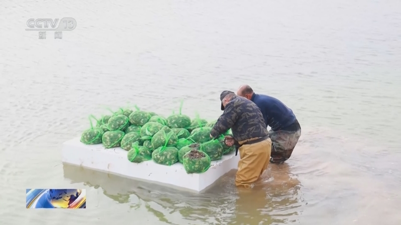 [新闻直播间]宁夏贺兰 首批蟹苗入塘 开启"水上春耕"
