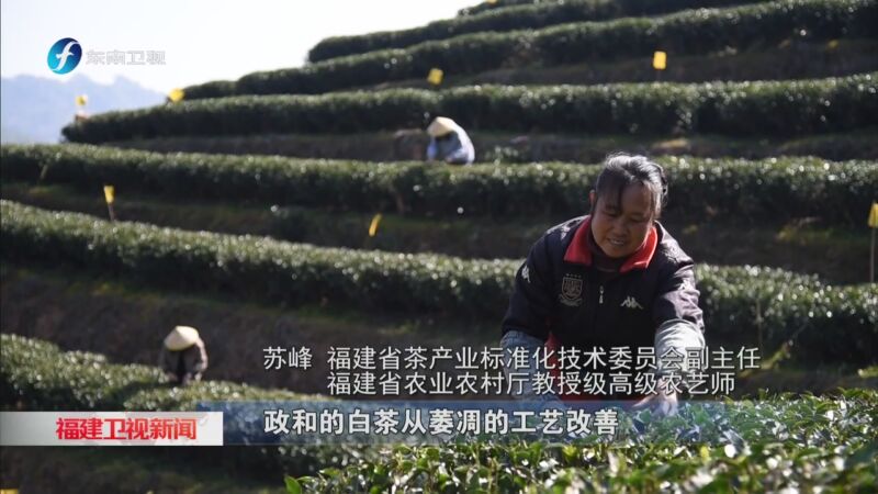 [福建卫视新闻]第六届政和白茶开茶节举行