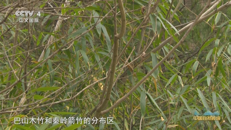 [远方的家]大熊猫的"求爱记" 走进秦岭秘境 探访生态"乐园"