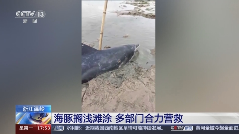 [新闻直播间]浙江温岭 海豚搁浅滩涂 多部门合力营救