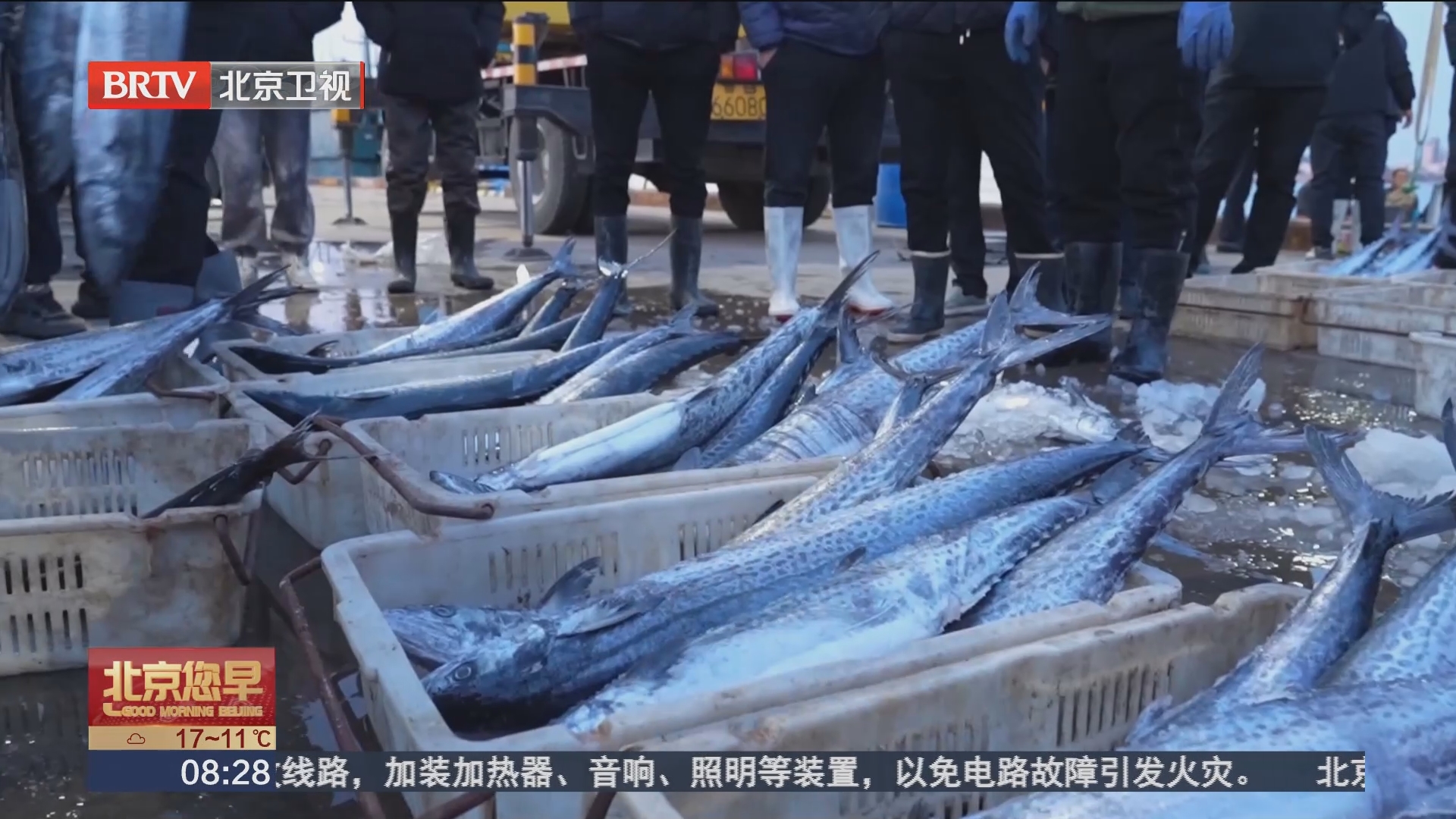 [北京您早]青岛 春鲅鱼新鲜上岸