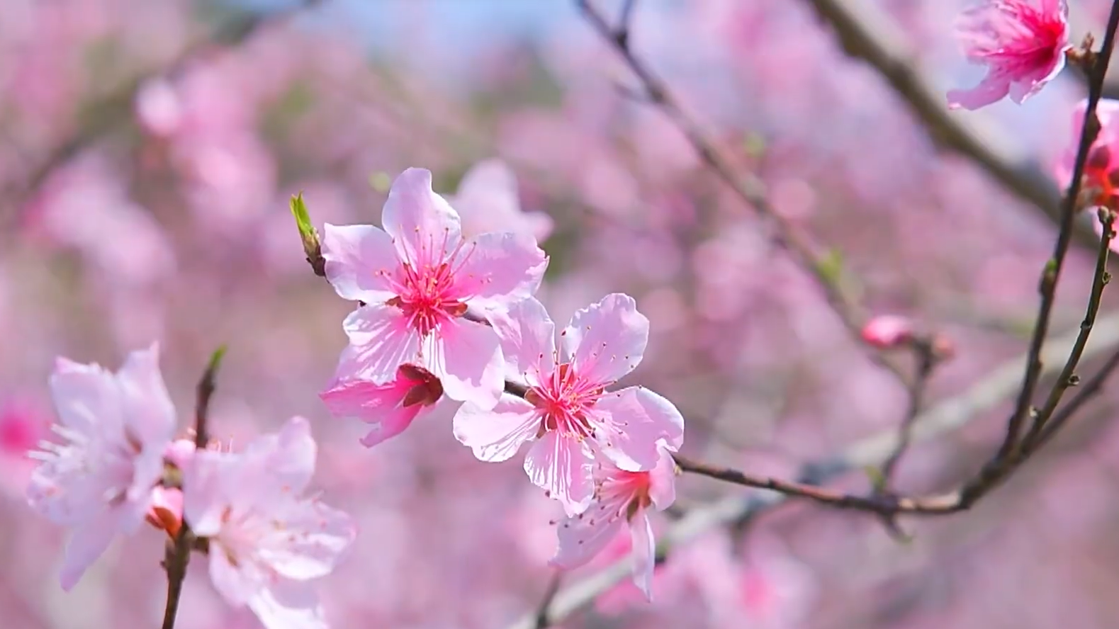 福建罗源:桃花灼灼漫山野 满园春色景如画