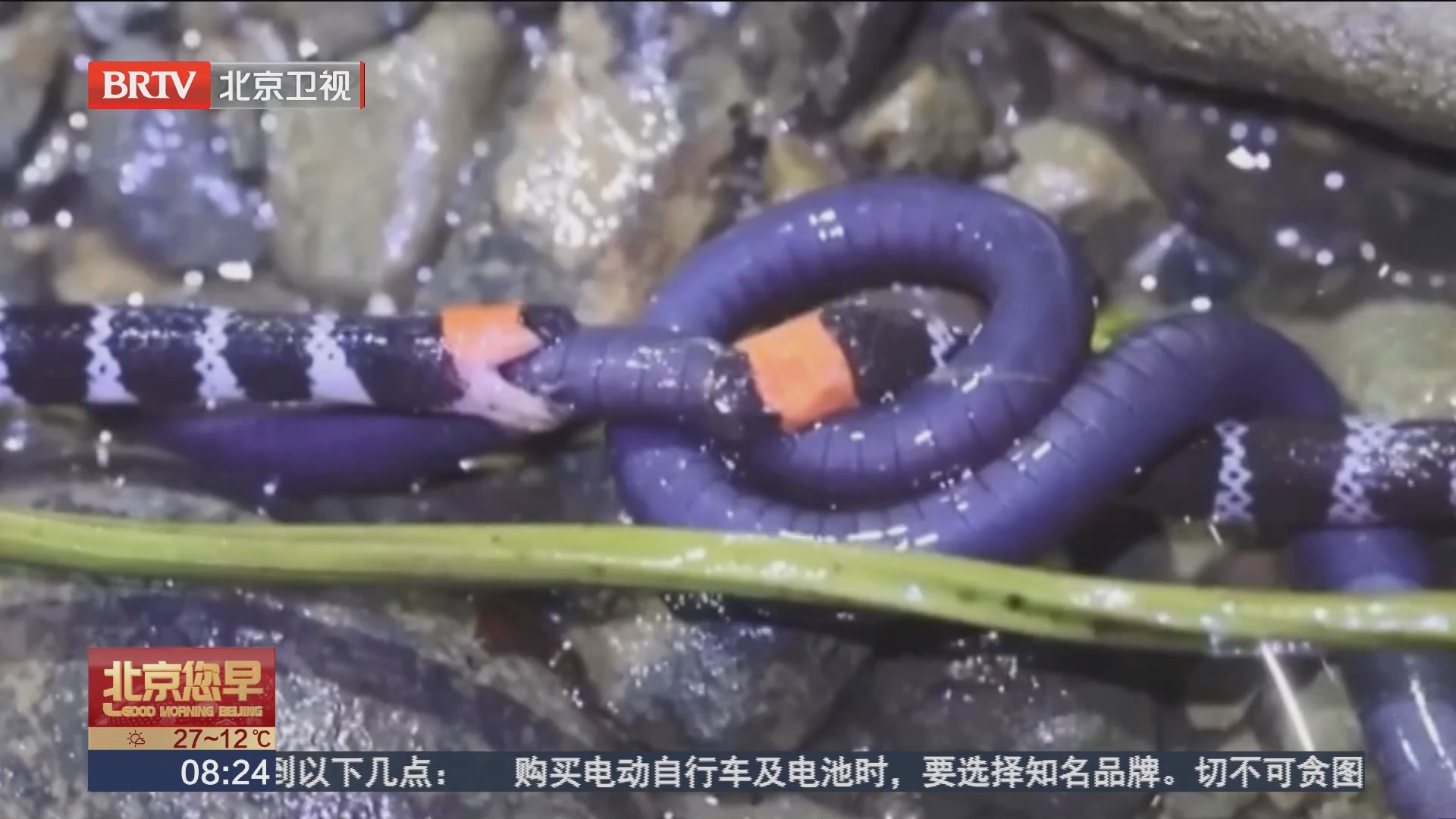 [北京您早]科学家首次拍到珊瑚蛇夺食大战