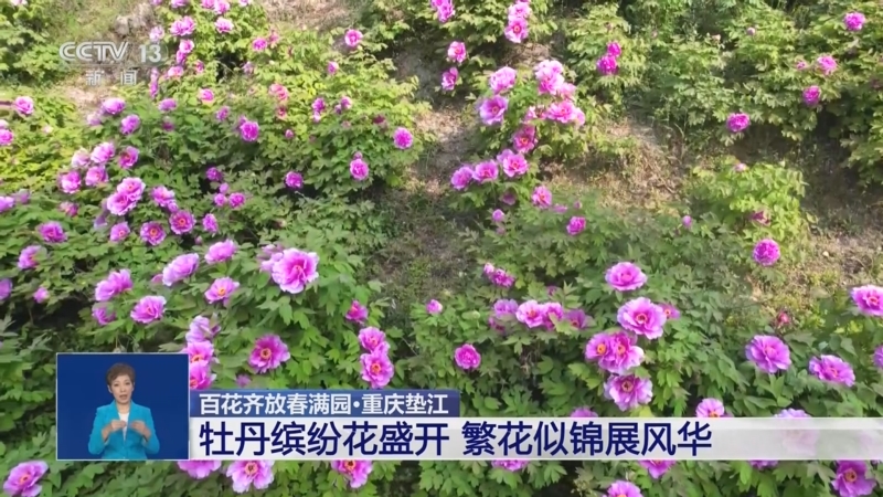 [共同关注]百花齐放春满园·安徽郎溪 漫山樱花迎客来 如云似霞春光好