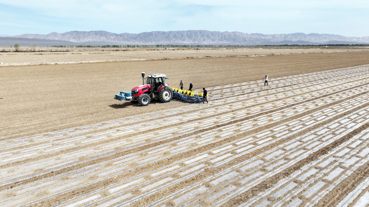 春天最治愈的事 就是看新疆人种棉花