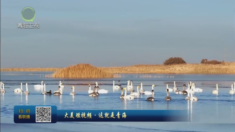 [青海新闻联播]大美短视频·这就是青海 春日格尔木 湿地珍鸟绘美景