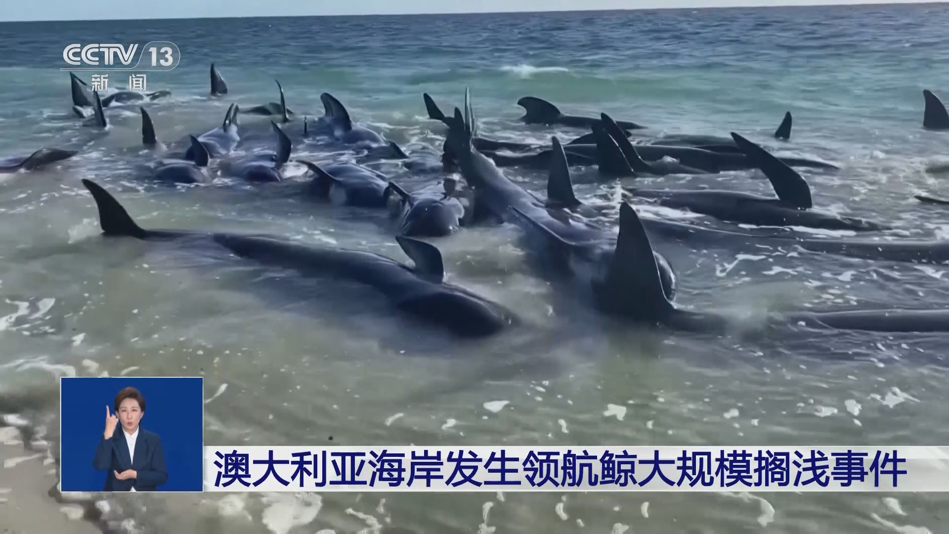 共同关注]澳大利亚海岸发生领航鲸大规模搁浅事件