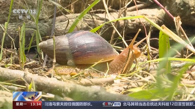 [新闻直播间]一点提示 广东 雨后出现非洲大蜗牛 勿碰