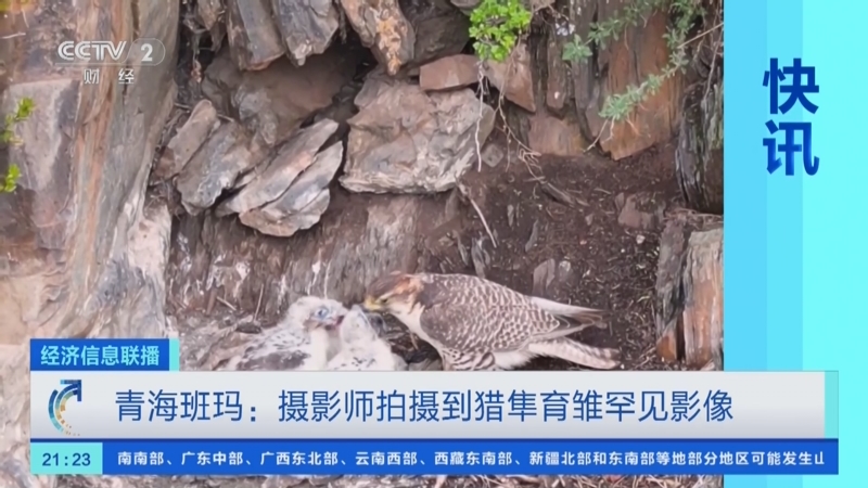 [经济信息联播]青海班玛:摄影师拍摄到猎隼育雏罕见影像