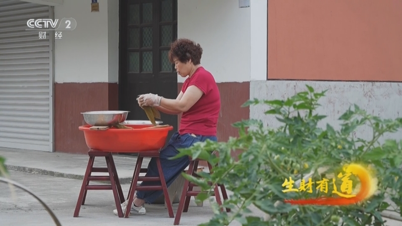 [生财有道]采粽叶包粽子 传统粽子月入万元
