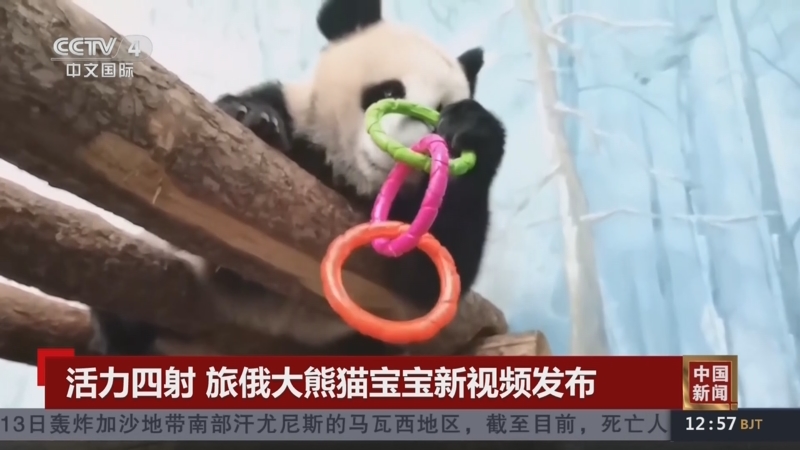 [中国新闻]活力四射 旅俄大熊猫宝宝新视频发布