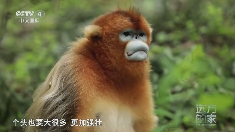 《远方的家》 20250120 秘境之旅 绿色山野的神奇奥秘