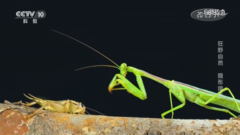 《自然传奇》 20250202 狂野自然 隐形猎手