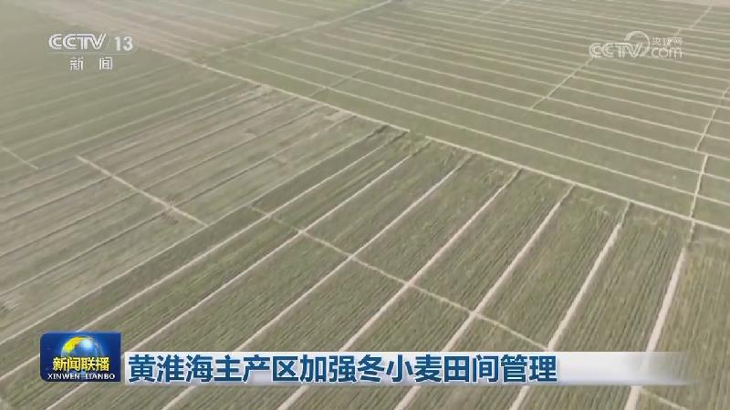 黄淮海主产区加强冬小麦田间管理