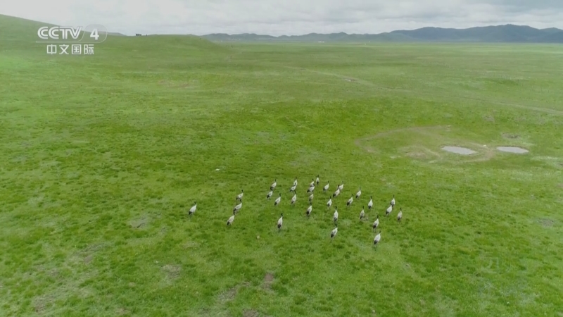 《远方的家》 20250331 中国自然秘境 鹤鸣九天 湿地韵律