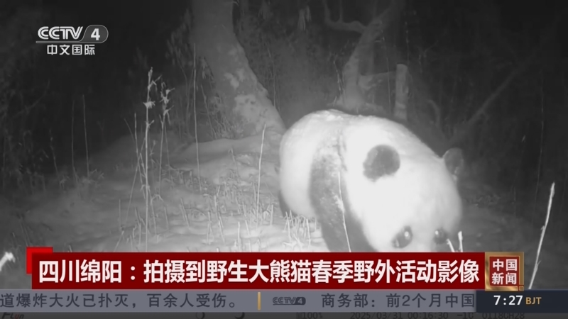 四川绵阳：拍摄到野生大熊猫春季野外活动影像
