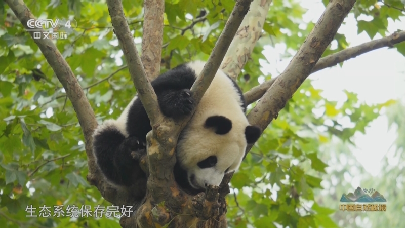 层峦叠翠 共享家园 走进大熊猫放归之乡