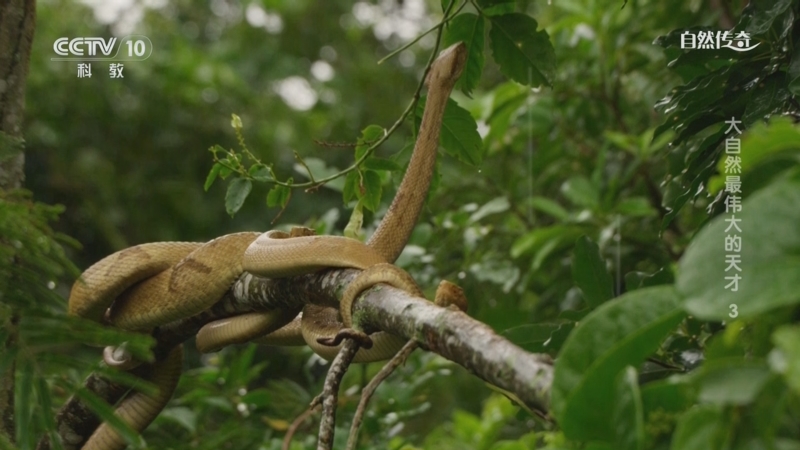 《自然传奇》 20250506 大自然最伟大的天才 3