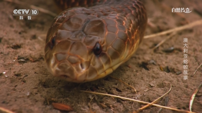 《自然传奇》 20250510 澳大利亚蛇的故事