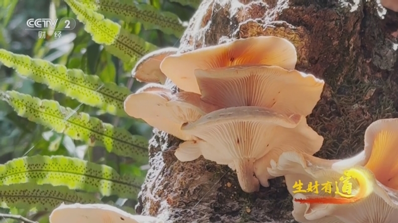 《生财有道》 20250523 高黎贡山寻山珍 香蕈背篓藏风物