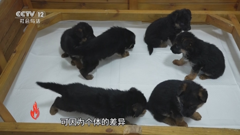 《道德观察(日播版)》 20250525 不会说话的“战友”（下）