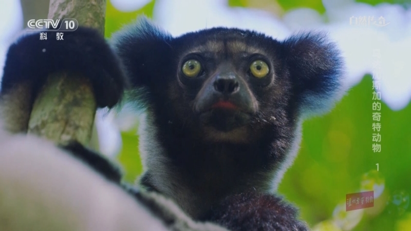 《自然传奇》 20250528 马达加斯加的奇特动物 1