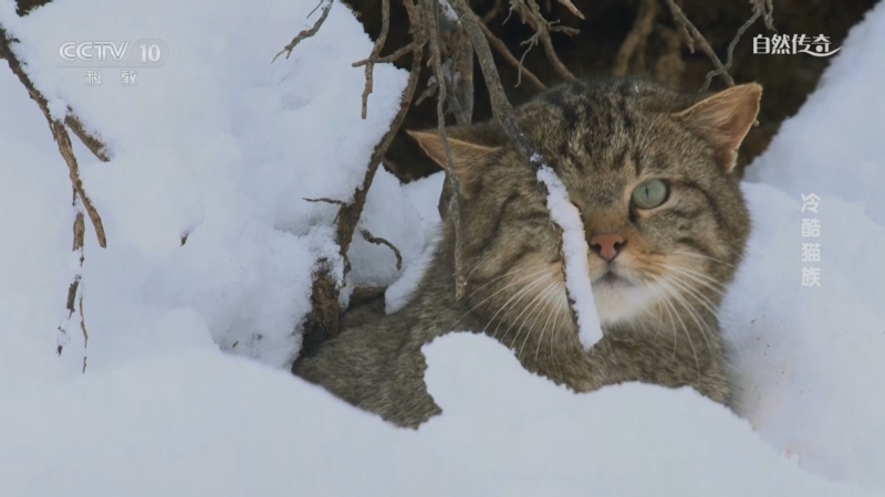 《自然传奇》 20250601 冷酷猫族