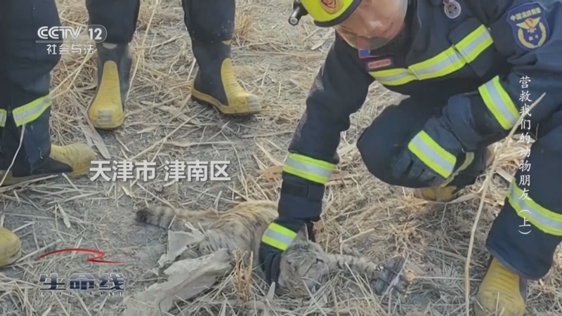 《生命线》 20250601 营救我们的动物朋友（上）