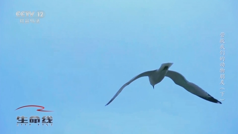 《生命线》 20250602 营救我们的动物朋友（下）