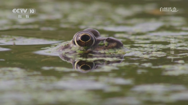 《自然传奇》 20250605 动物思维 2