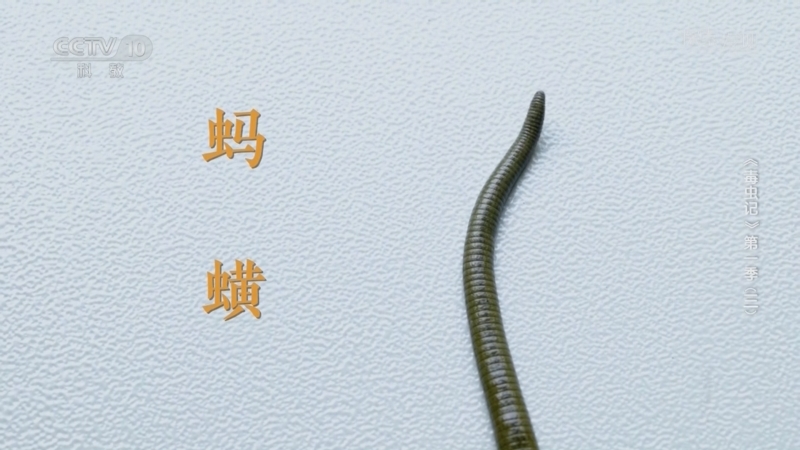 《探索·发现》 20250609 《毒虫记》第一季（3）蚂蟥