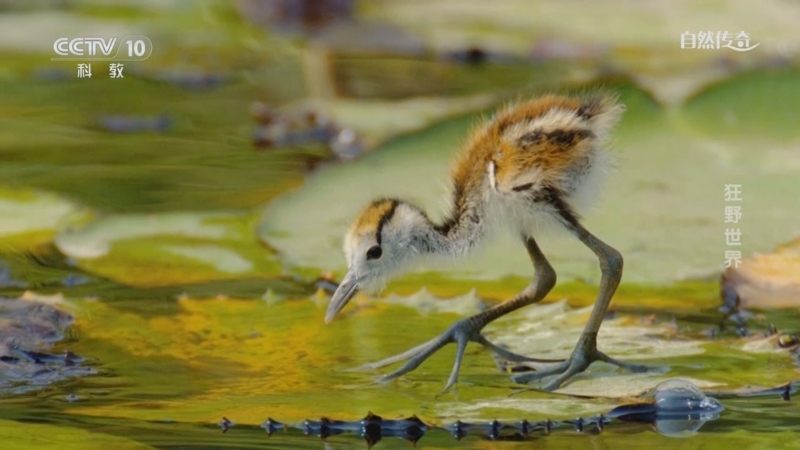 《自然传奇》 20250612 狂野世界
