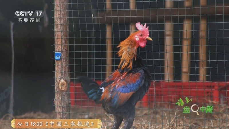 《谁知盘中餐》 20250624 大地鲜踪 奇鸡有妙味