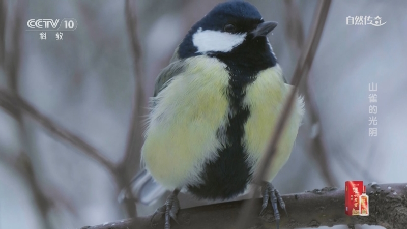 《自然传奇》 20250707 山雀的光阴