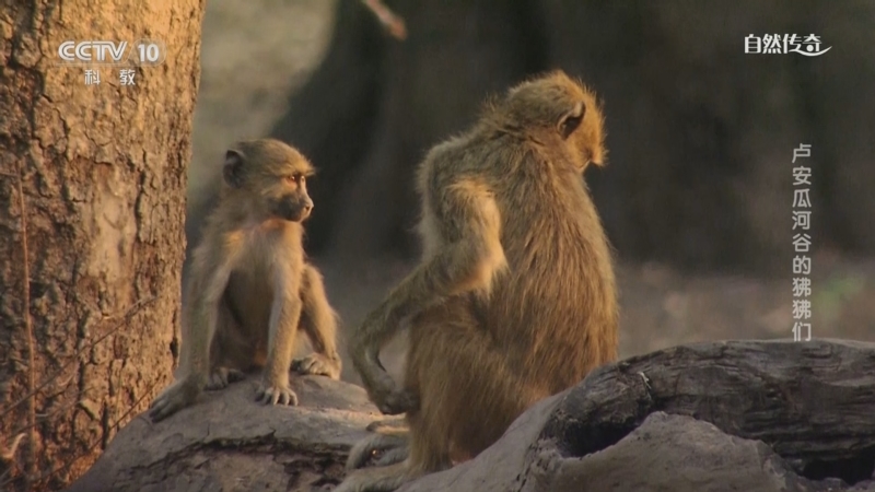 《自然传奇》 20250801 卢安瓜河谷的狒狒们