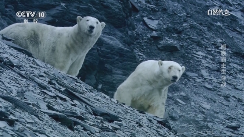 《自然传奇》 20250810 熊族霸主生存战
