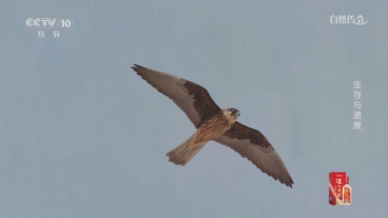 《自然传奇》 20250817 生存与速度