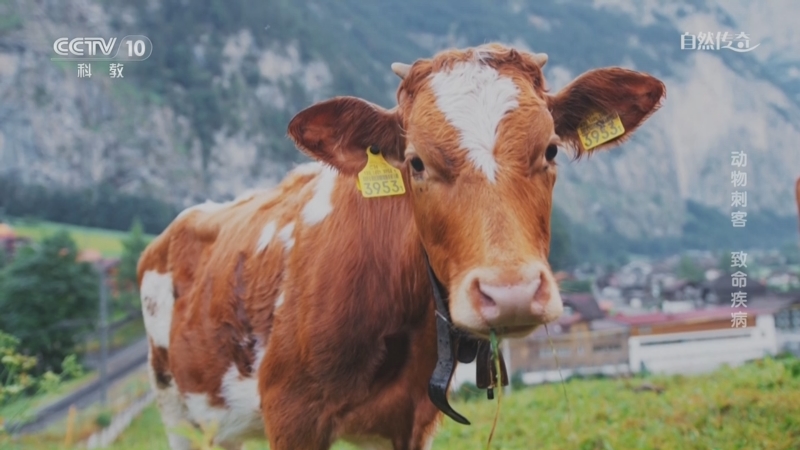 《自然传奇》 20250821 动物刺客 致命疾病