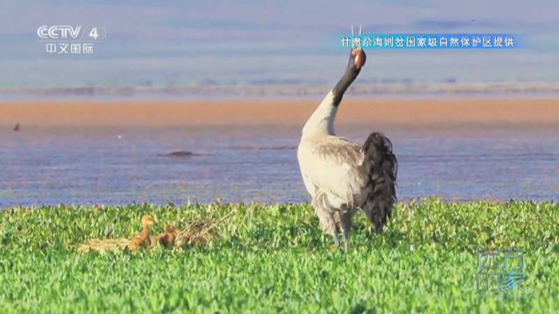 《远方的家》 20250829 中国自然秘境 翠影层叠 生态家园