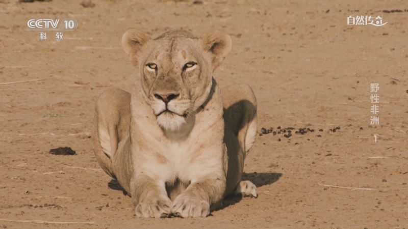 《自然传奇》 20250901 野性非洲 1