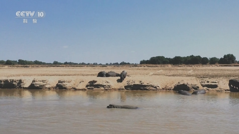 《自然传奇》 20250904 野性非洲 4