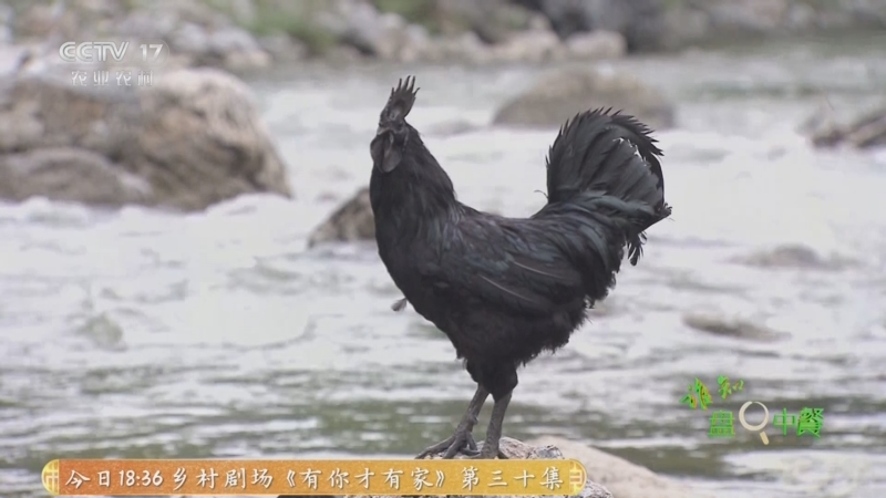 《谁知盘中餐》 20250910 丰收来敲门 丰收宴上的“黑宝贝”