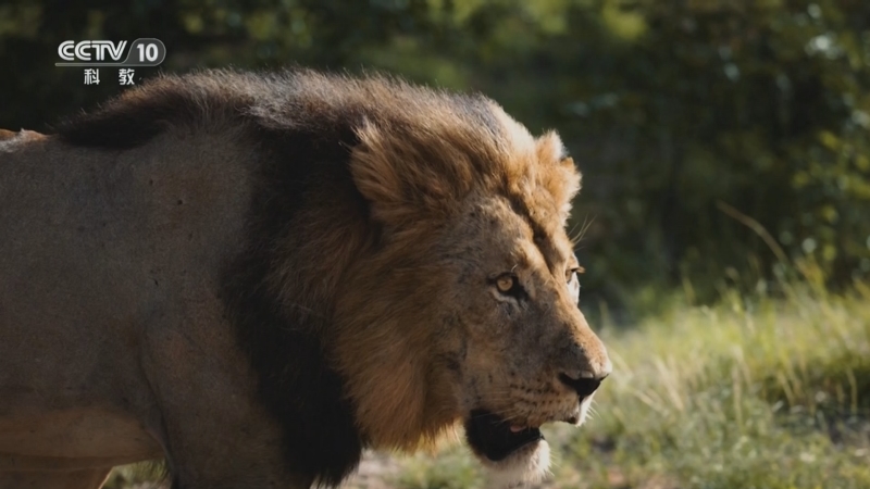 《自然传奇》 20250910 生存竞技场
