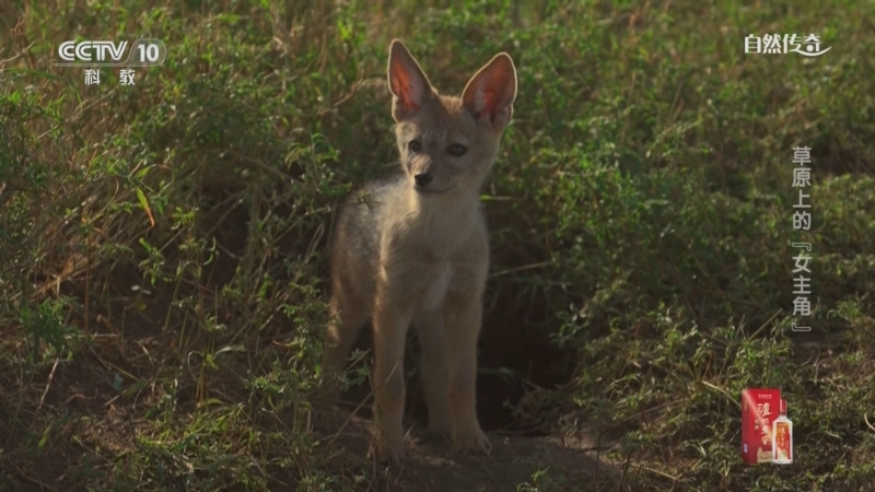 《自然传奇》 20250911 草原上的“女主角”