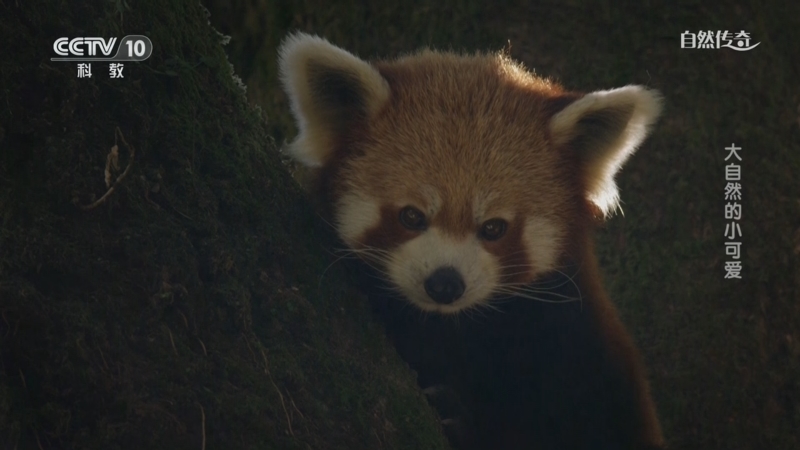 《自然传奇》 20250913 大自然的小可爱