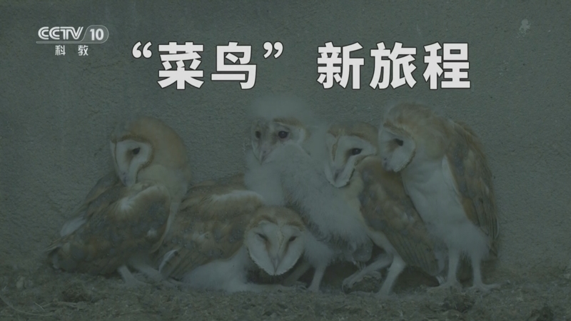 《自然传奇》 20250914 “菜鸟”新旅程